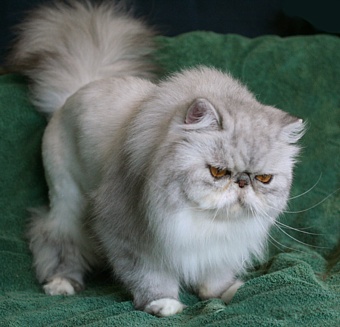 Diehl Cattery Persians And Exotic Shorthairs Homepage